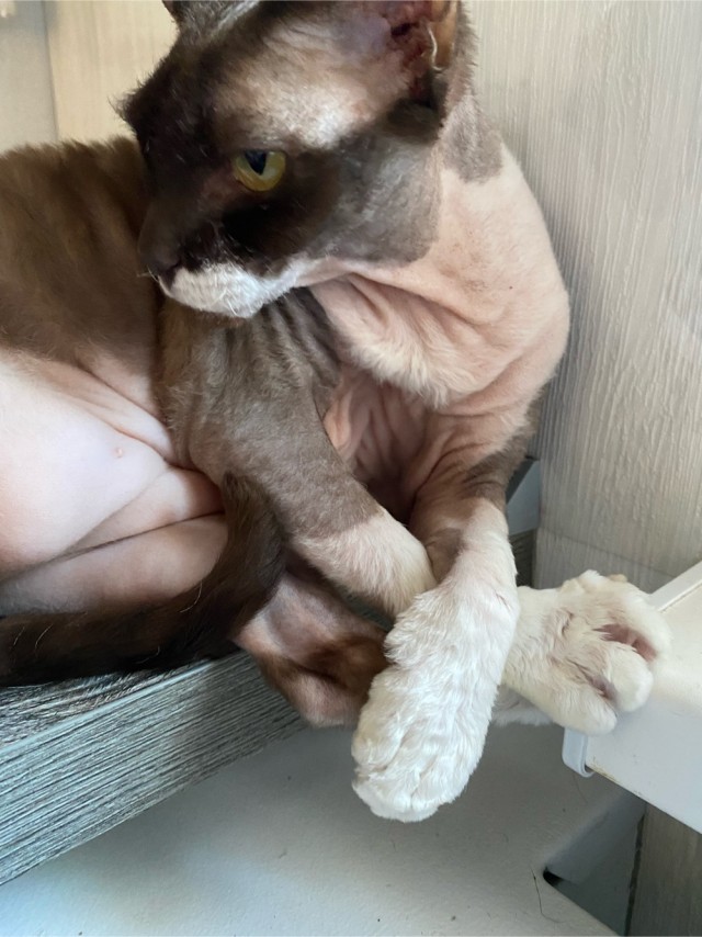 Коточетверг!