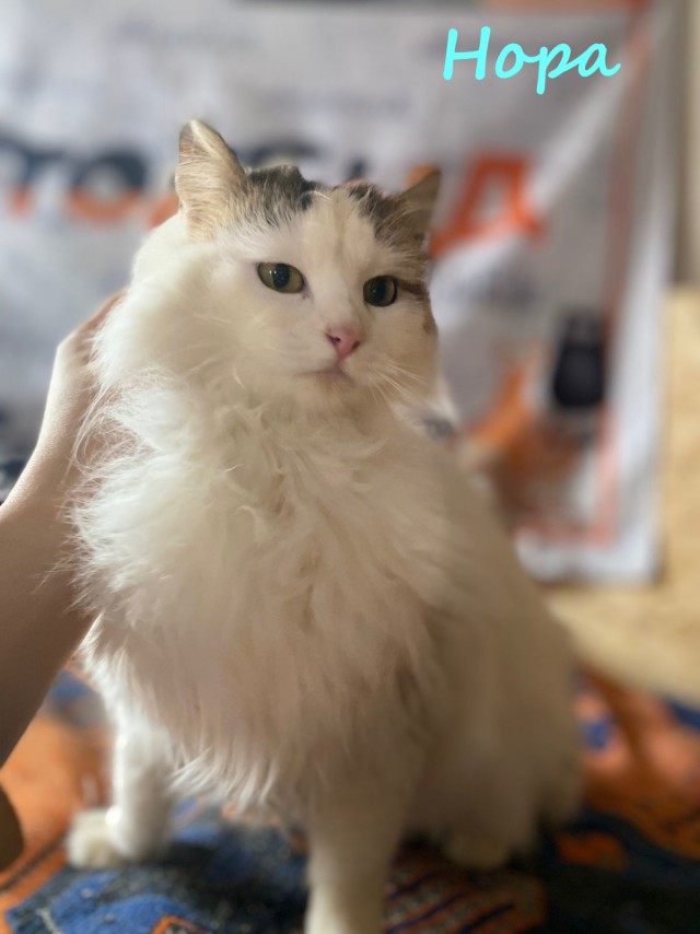 Жизнь домашнего приюта "Котоленд" 376