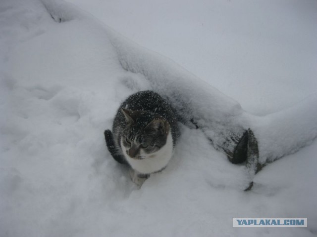 Жизнь домашнего приюта для котеек 437
