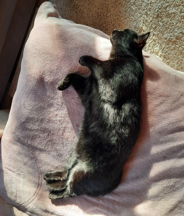 Котовторнику посвящается