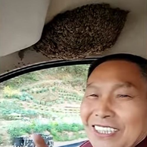 Невозмутимый автомобилист делит свою машину с целым роем пчёл