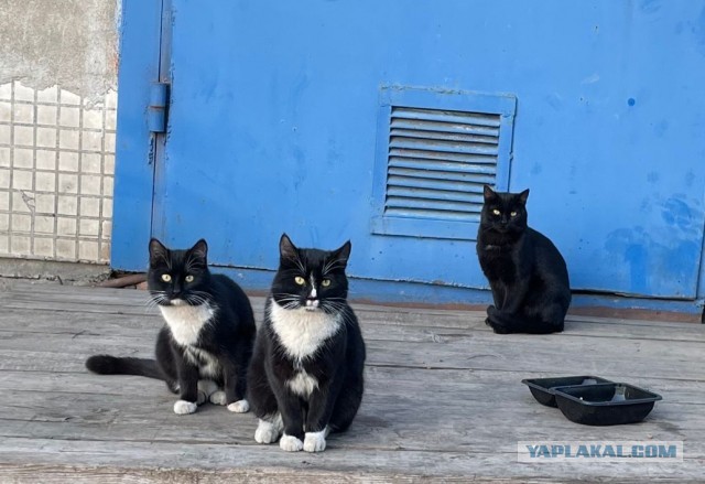 Как вас встречают на работе?