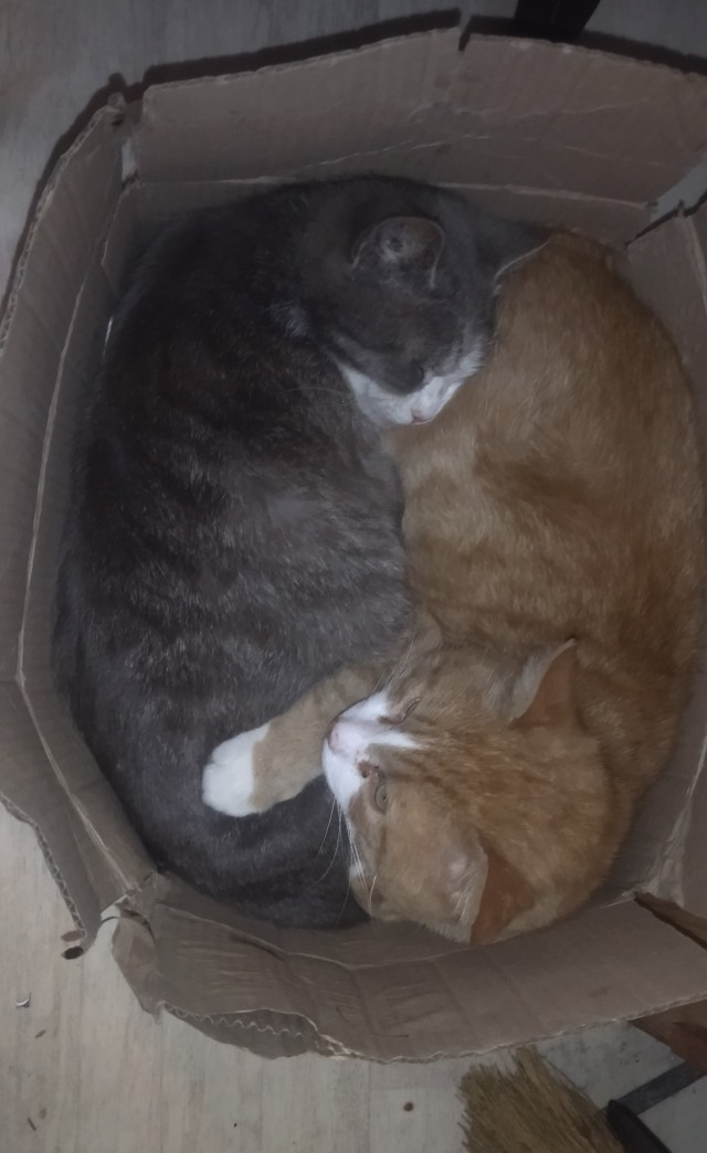 20 котиков, которые могли бы вести себя по-нормальному, но зачем, если их и так любят?
