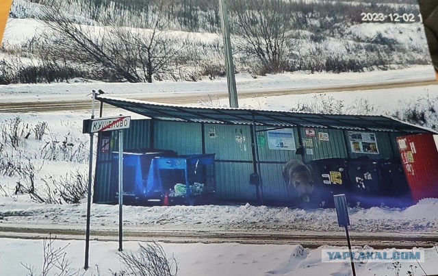 Окский заповедник показал снимки волков и рыси с фотоловушек