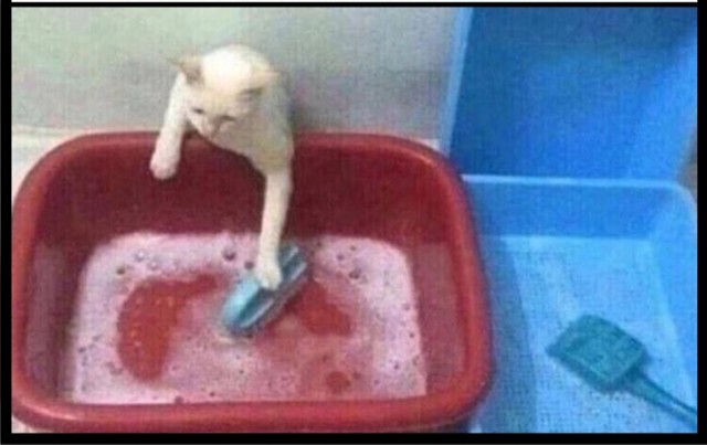 Котячье бесо*бство