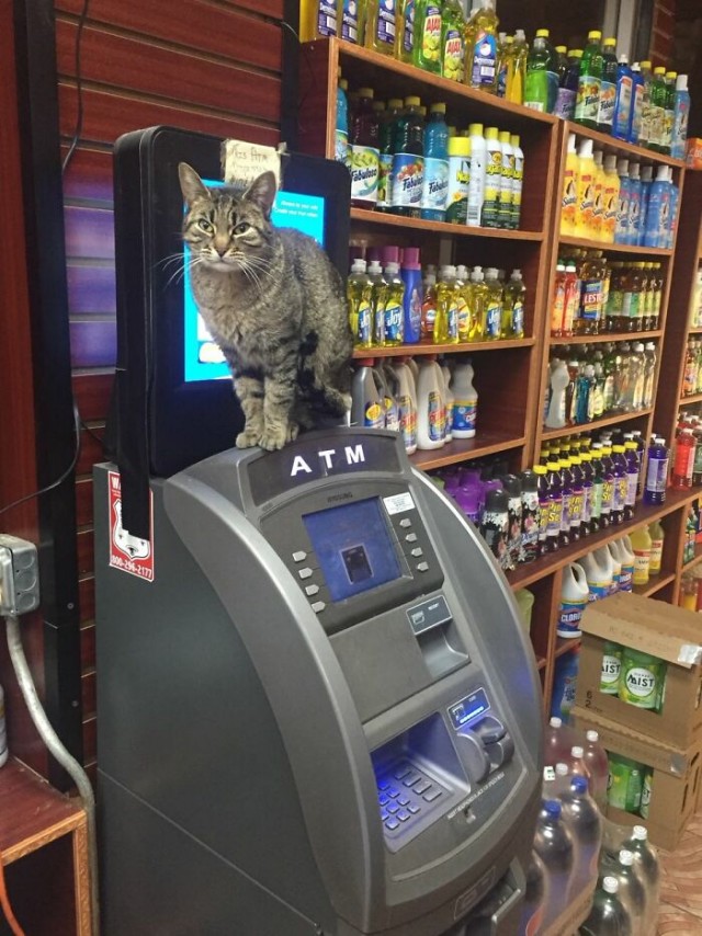 Котаны в магазинах Нью-Йорка