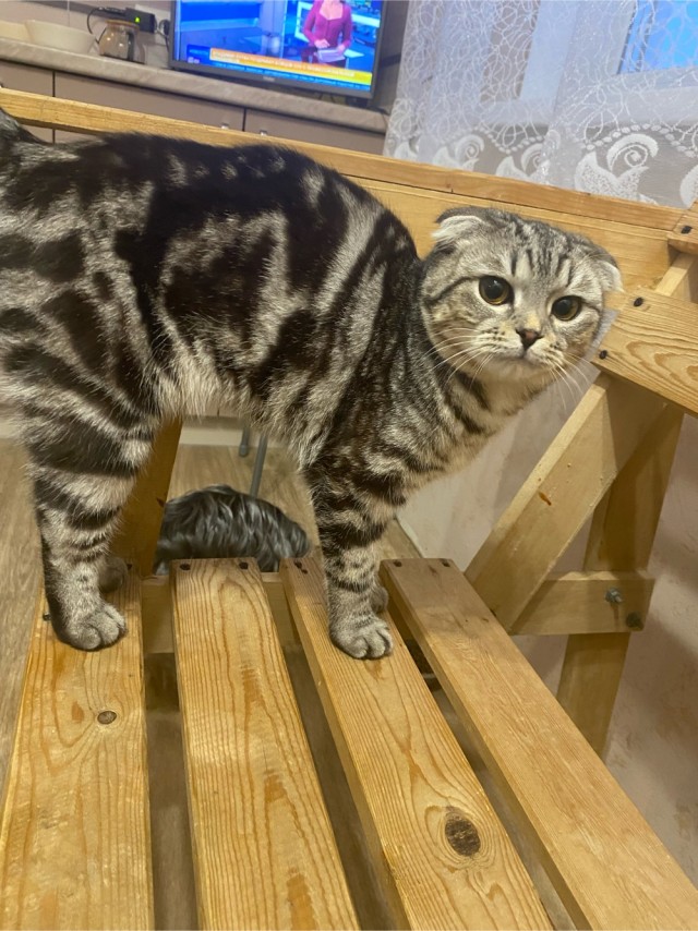 Всем кота за мой счёт. Я настаиваю