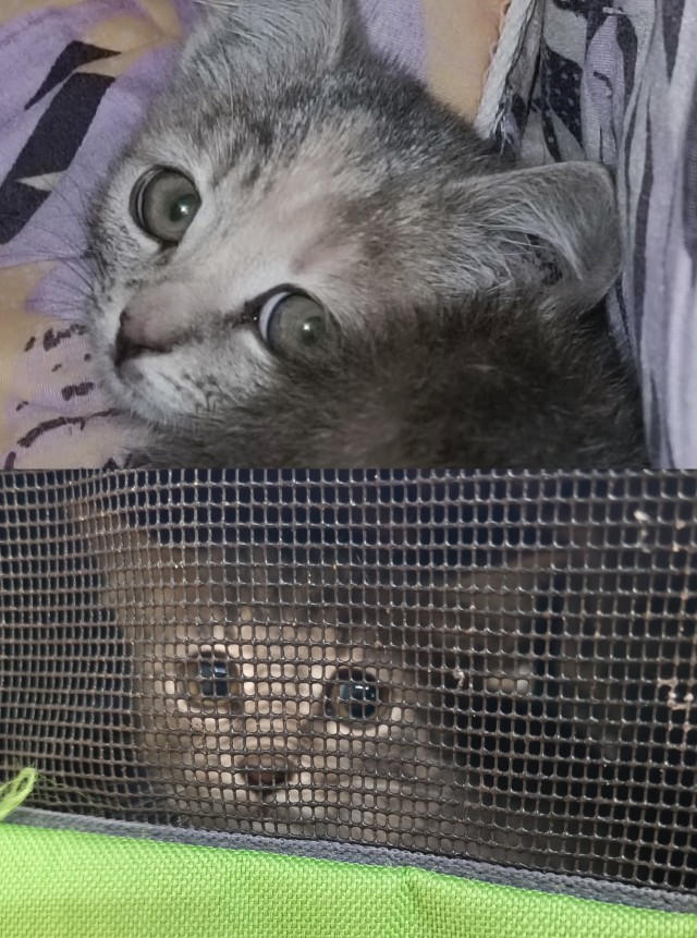 Котовторник, от мала до велика