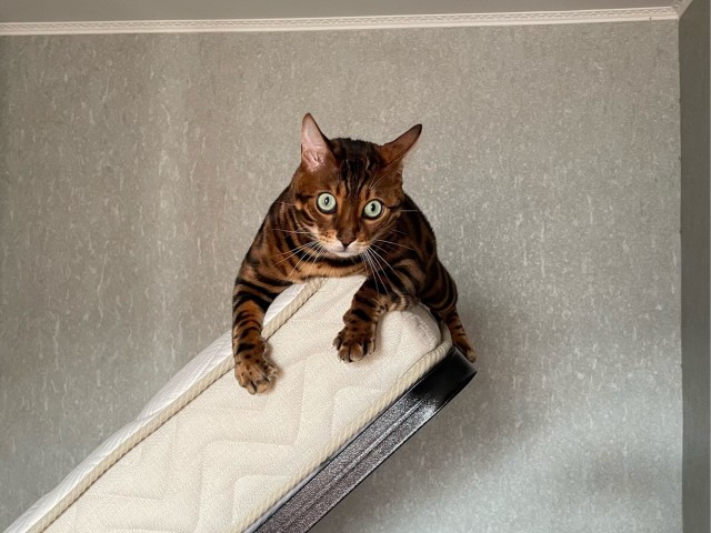 Котовторник