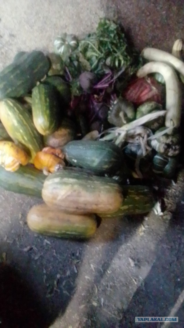 Развели меня как лошка