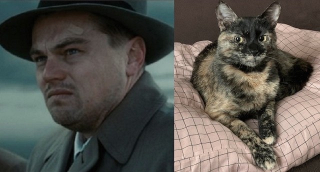 12 самых смешных котов в истории комического конкурса Comedy Pet Photography Awards