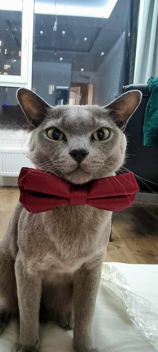 Спящий кот