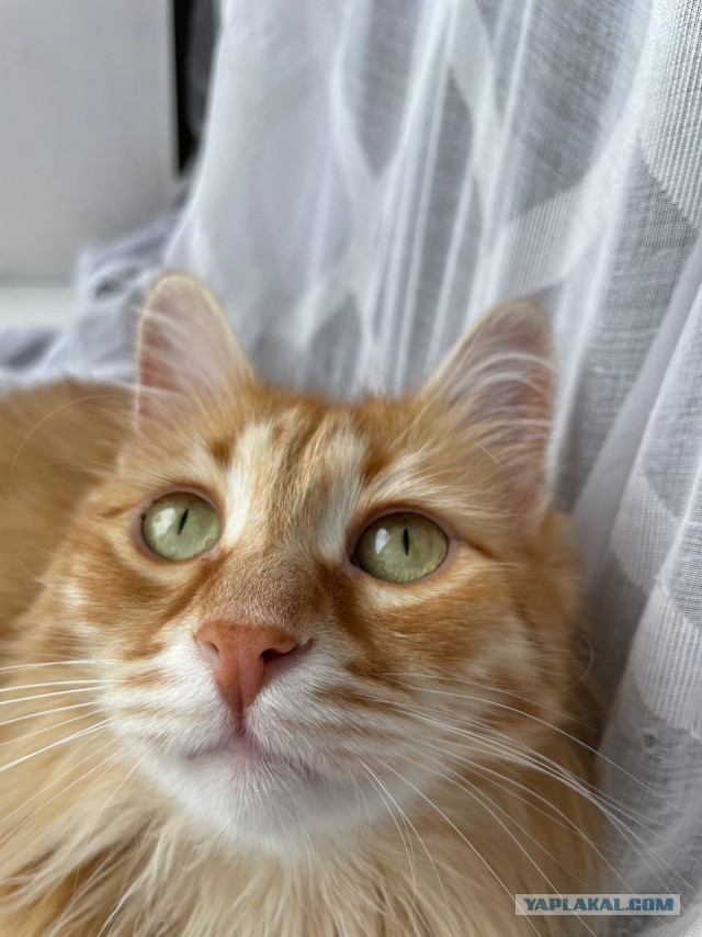 Это что, котовторник?
