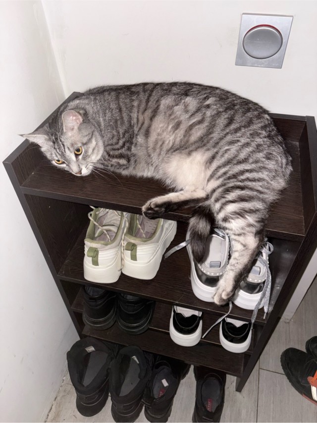 Это что, котовторник?