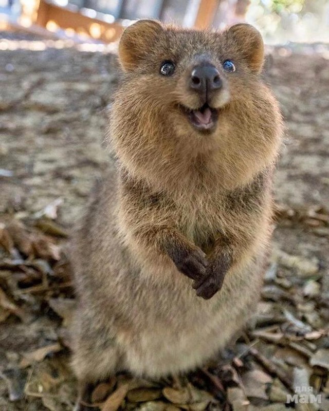 Итоги ККК № 31 "Маски/Звери" и всё такое