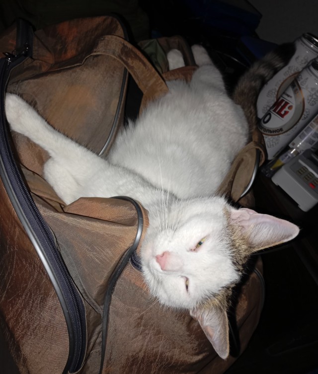 Котовторник