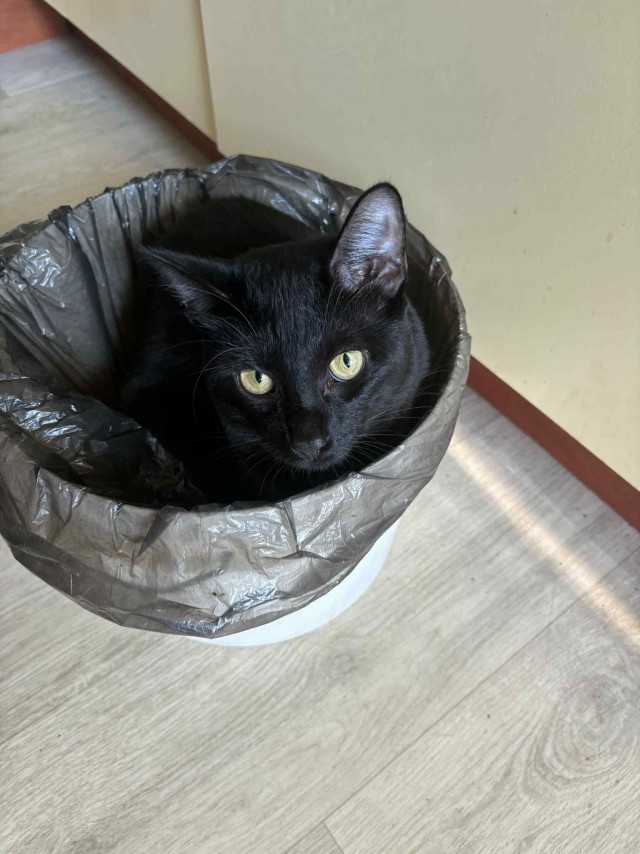 Котовторник. Где коты? Мой вот!