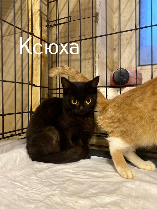 Жизнь домашнего приюта "Котоленд" 517