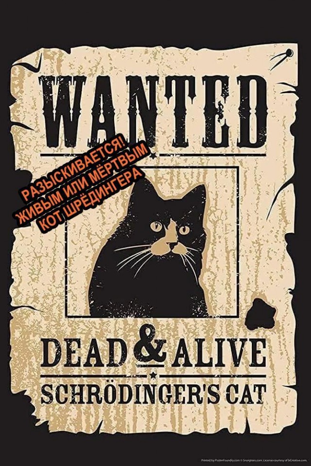 Котик потерялся