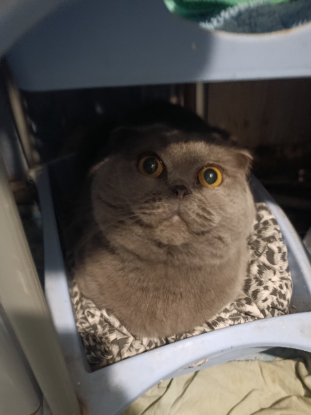 Кто ответственный за Котовторники?