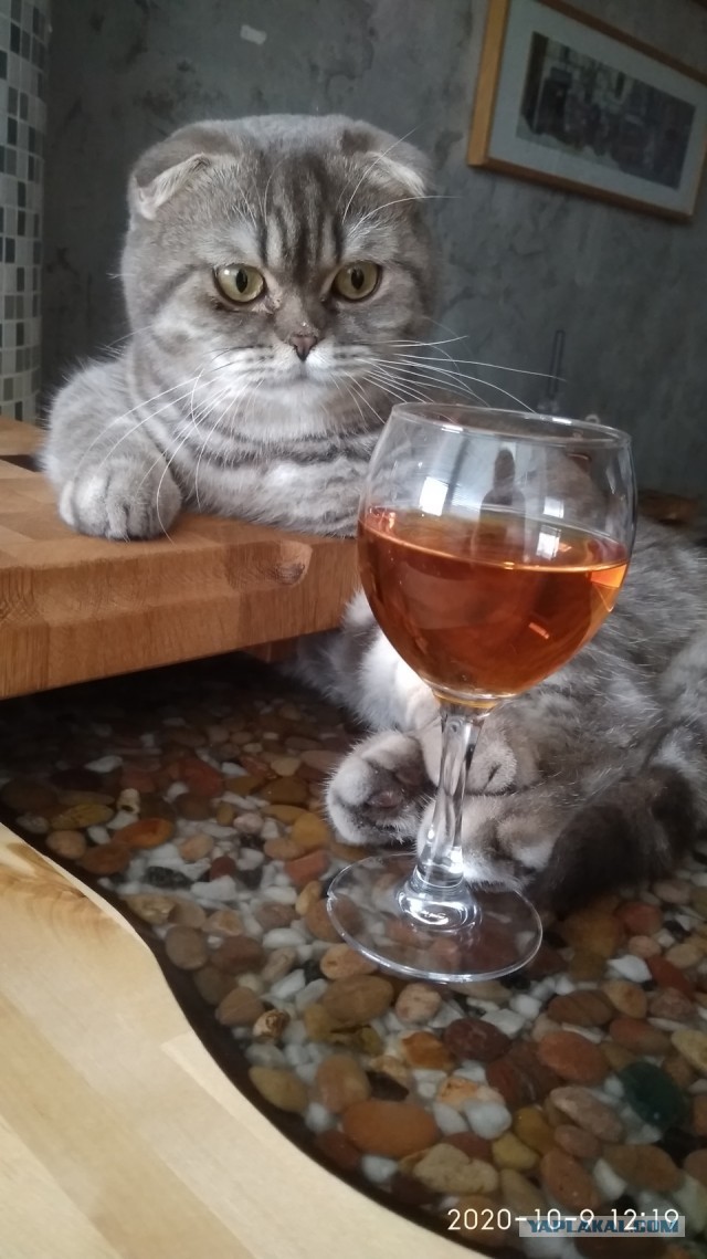 Дурацких фото котов тред