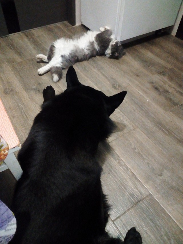 А как спит ваша котейка