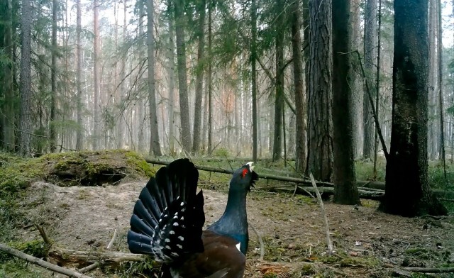 У глухарей в разгаре ток