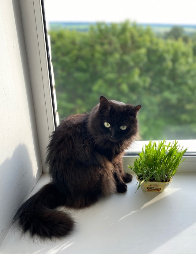 Котовторник