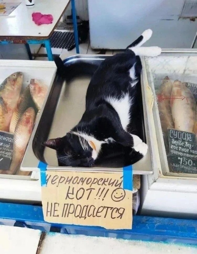 Рыбов продаёте?