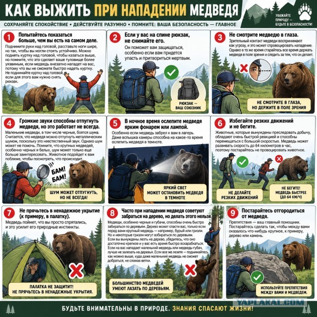 Медведь убил двух сборщиков ягод в Иркутской области