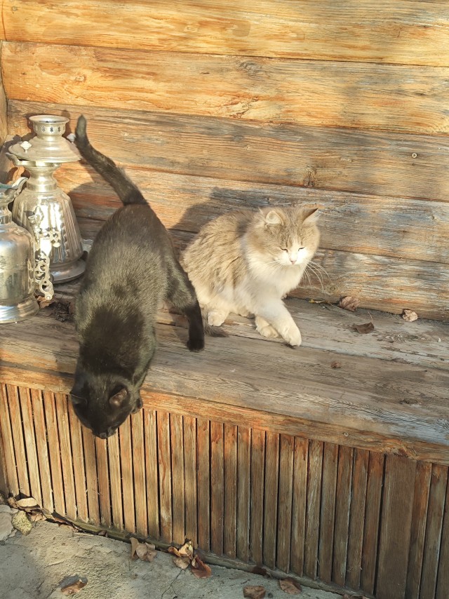 К котовторнику: знакомтесь: Сёма