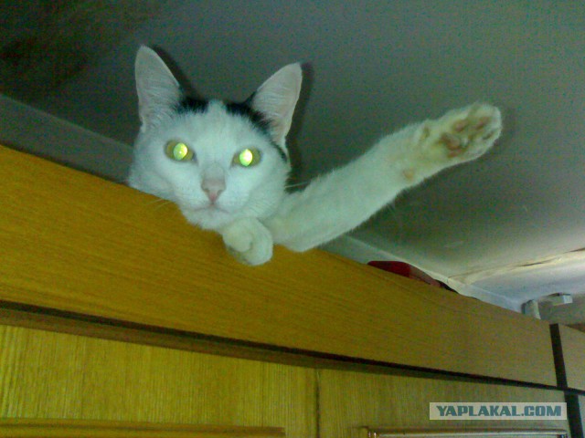 Домик для кота