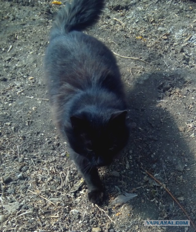 Котовторник 01.04.2014