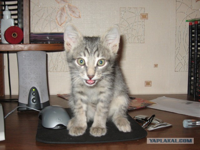 Котовторник  08.04.2014