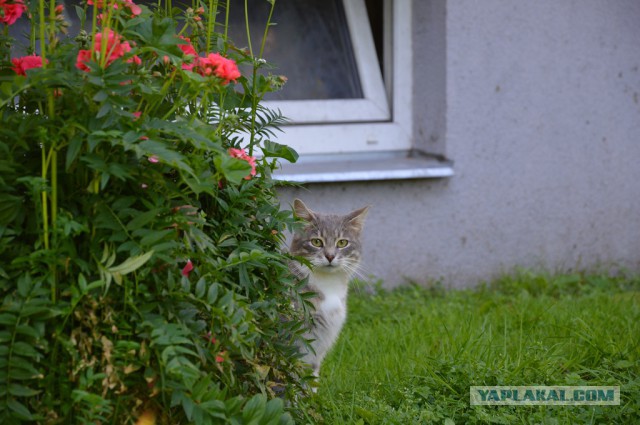 Котовторник 05.08.2014