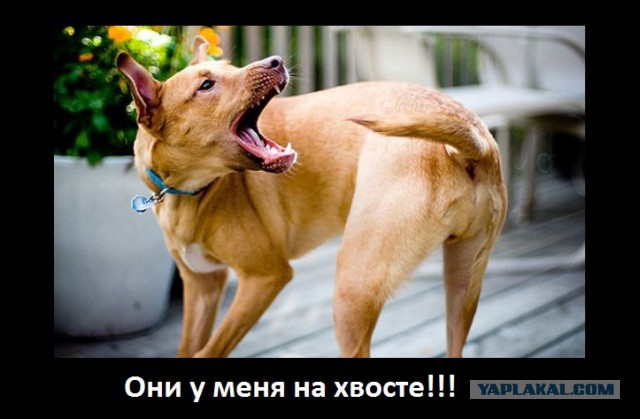 Вы думали это GoPro ?