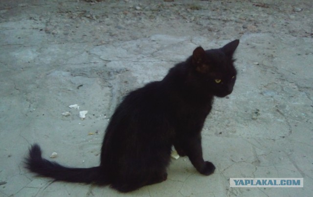 Котовторник 09.09.2014
