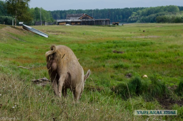 Десять дней без соц. сетей