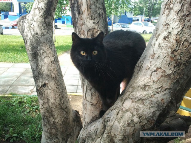 Котовторник 2.12.14