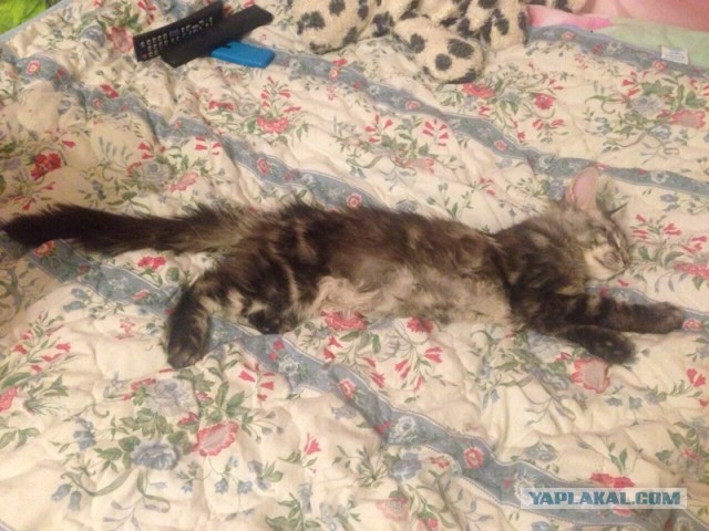Котовторник