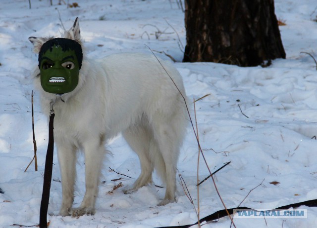 Собакочетверг 26.02.2015