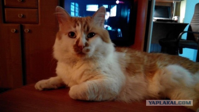 Котовторник