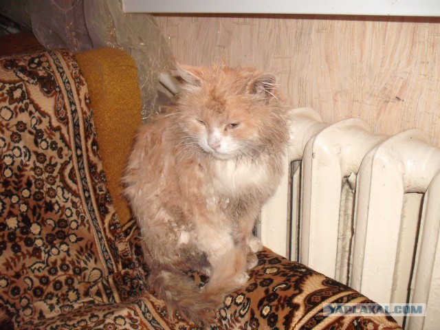 Банный день кота