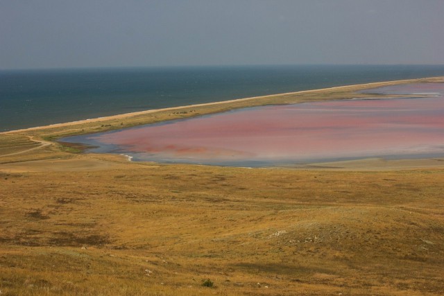 Дельфинчик ловит рыбку