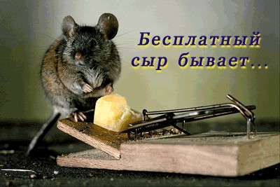 ГРЫЗУНЫ. Мыши, крысы, хомячки и т.д.