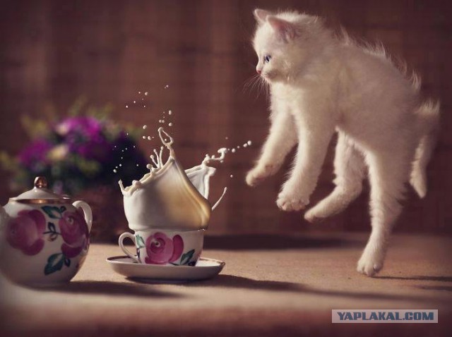 Котовторник