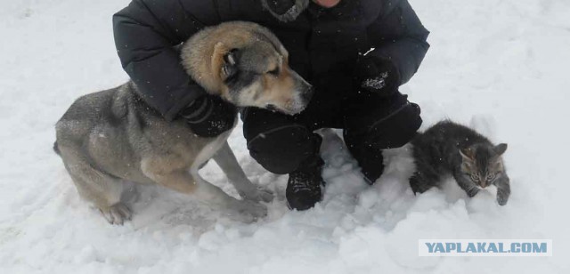 Знакомство питомцев