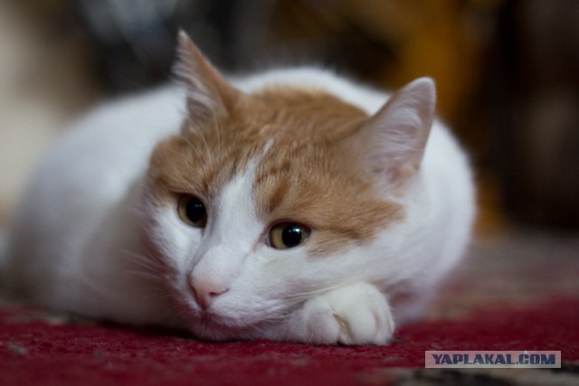 Котовторник 19.01.2016