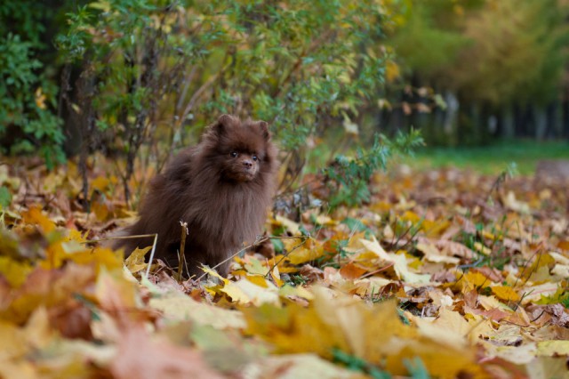 Щенки, которые выглядят как медвежата.
