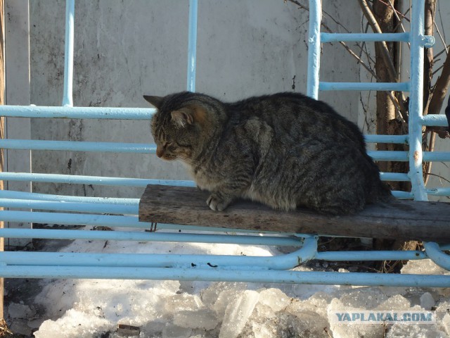 Мой личный котоленд 14